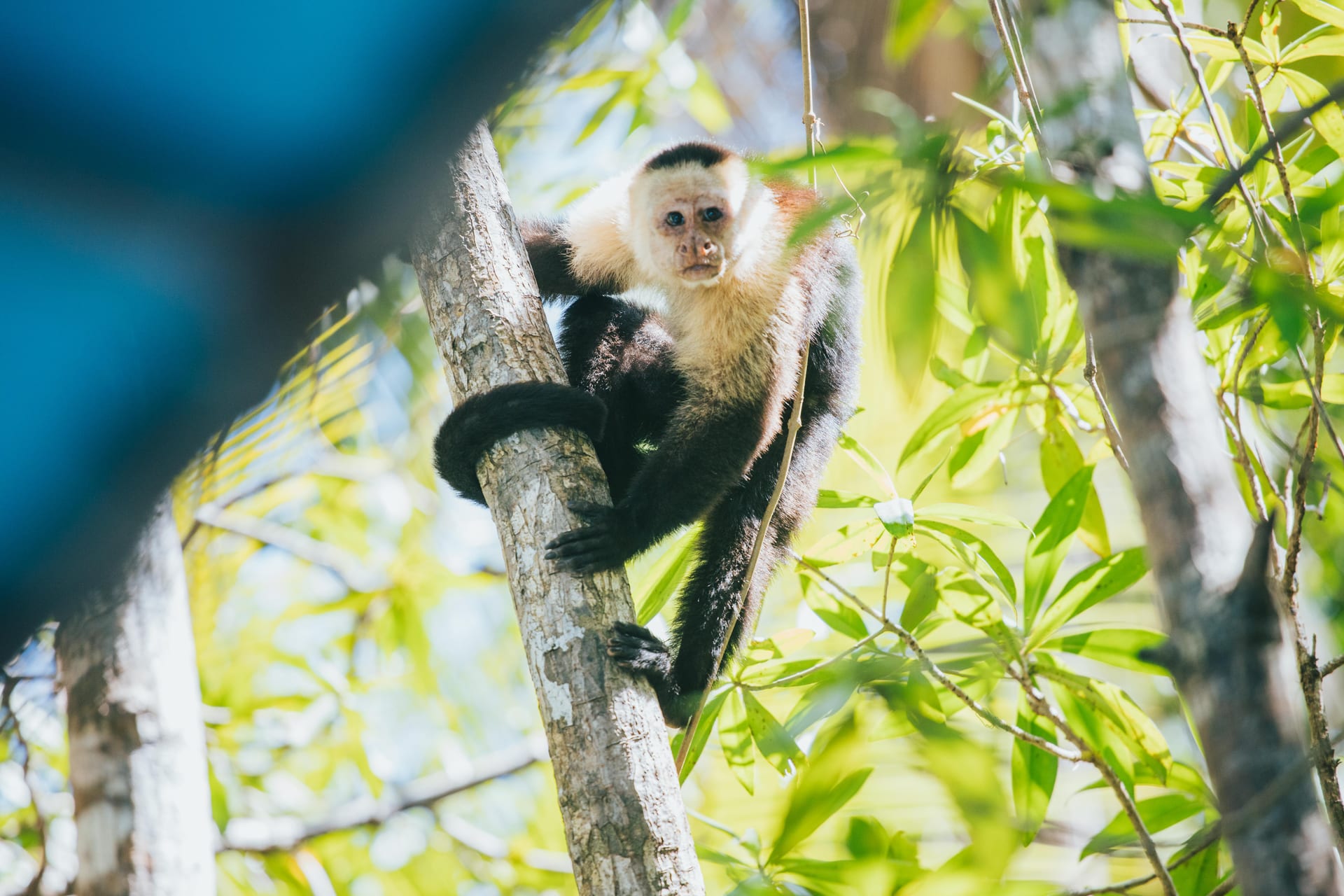 Monkey in its natural habitat at Manuel Antonio