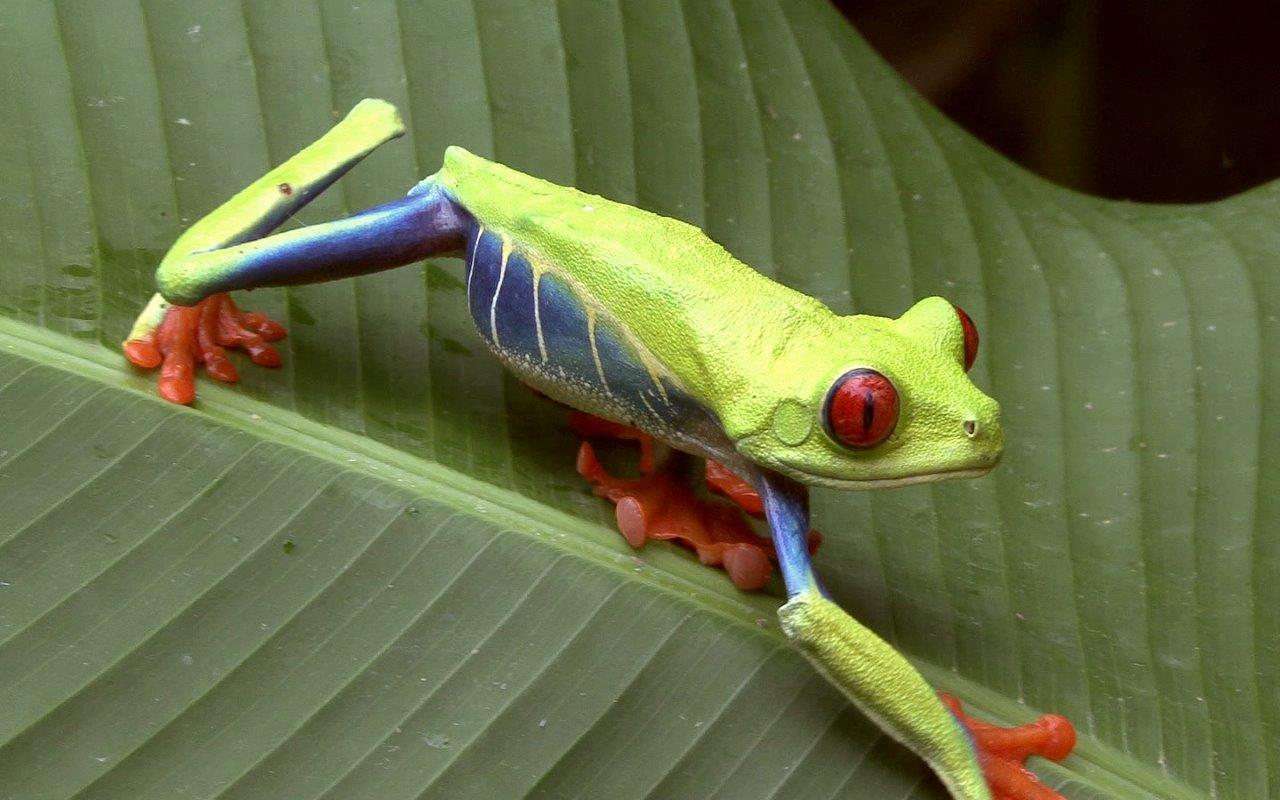 Iconic red-eyed tree frog of Costa Rica